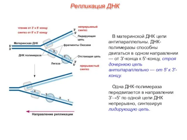 В материнской ДНК цепи антипараллельны. ДНК-полимеразы способны двигаться в одном направлении