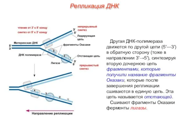 Другая ДНК-полимераза движется по другой цепи (5'—3') в обратную сторону (тоже