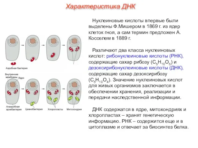 Нуклеиновые кислоты впервые были выделены Ф.Мишером в 1869 г. из ядер