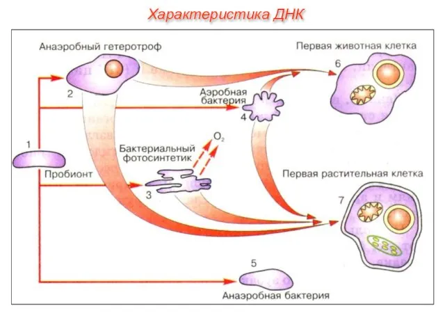 Характеристика ДНК