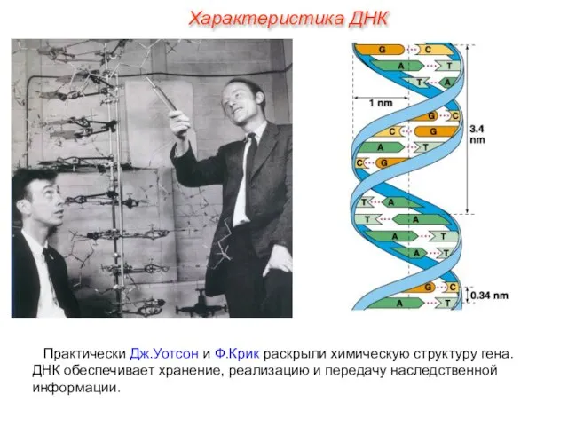 Практически Дж.Уотсон и Ф.Крик раскрыли химическую структуру гена. ДНК обеспечивает хранение,