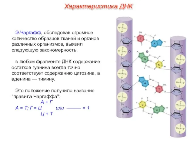 Э.Чаргафф, обследовав огромное количество образцов тканей и органов различных организмов, выявил