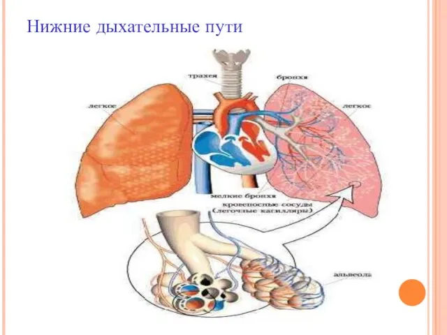 Нижние дыхательные пути