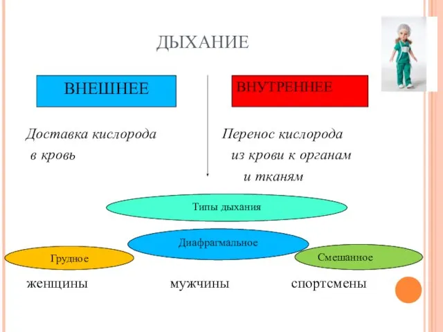 ДЫХАНИЕ Доставка кислорода Перенос кислорода в кровь из крови к органам