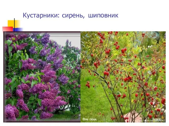 Кустарники: сирень, шиповник