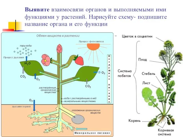 Выявите взаимосвязи органов и выполняемыми ими функциями у растений. Нарисуйте схему-