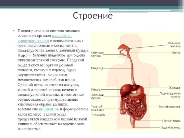 Строение Пищеварительная система человека состоит из органов желудочно-кишечного тракта и вспомогательных