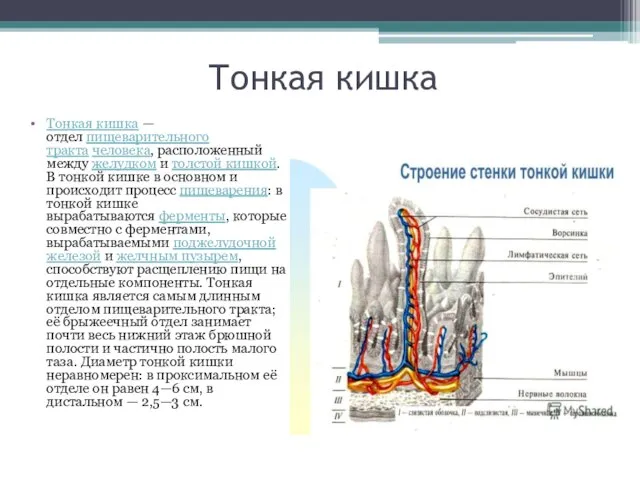 Тонкая кишка Тонкая кишка — отдел пищеварительного тракта человека, расположенный между