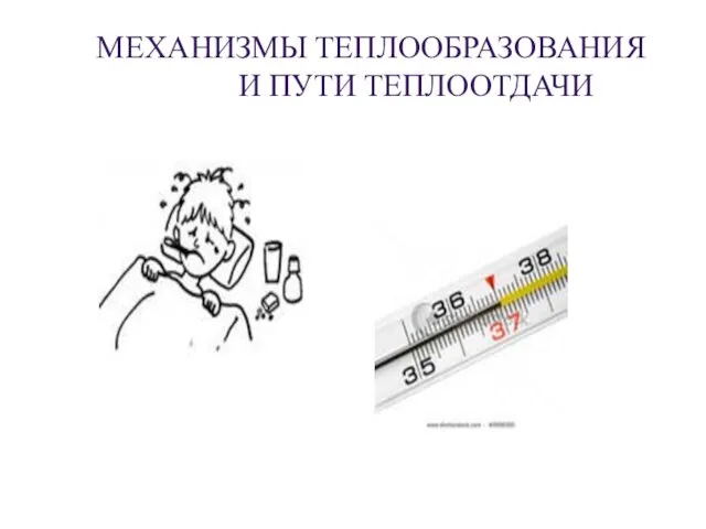 МЕХАНИЗМЫ ТЕПЛООБРАЗОВАНИЯ И ПУТИ ТЕПЛООТДАЧИ