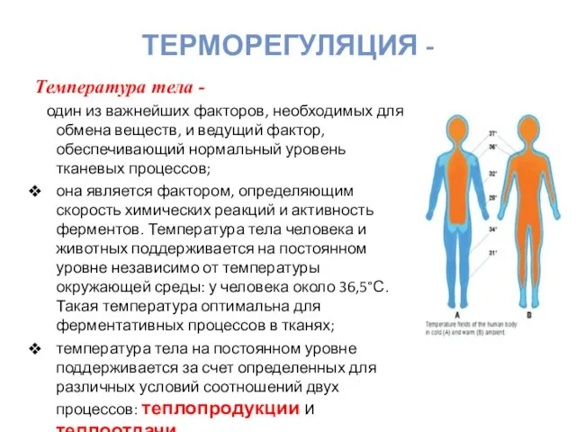 ТЕРМОРЕГУЛЯЦИЯ - Температура тела - один из важнейших факторов, необходимых для