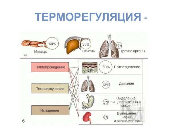 ТЕРМОРЕГУЛЯЦИЯ -