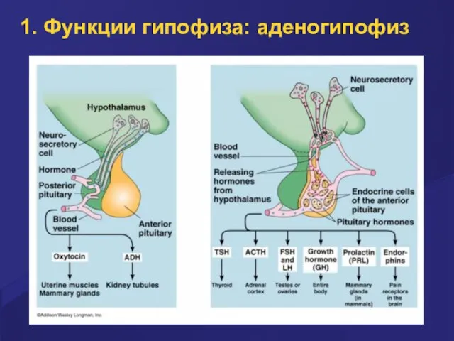 1. Функции гипофиза: аденогипофиз