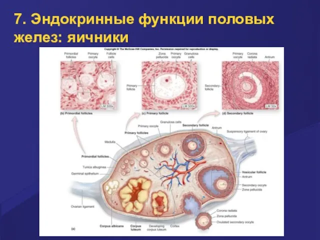 7. Эндокринные функции половых желез: яичники