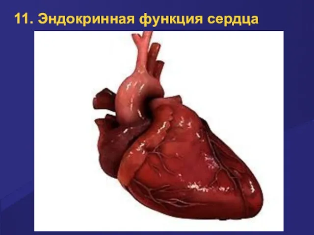 11. Эндокринная функция сердца