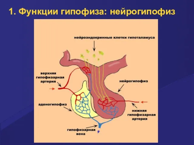 1. Функции гипофиза: нейрогипофиз