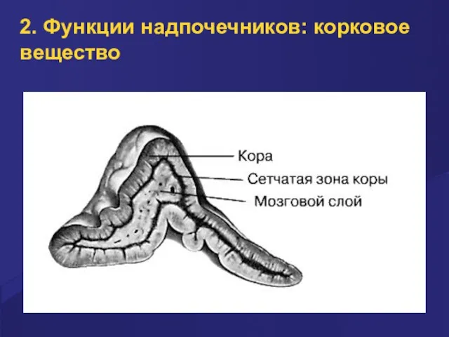 2. Функции надпочечников: корковое вещество