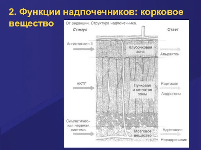 2. Функции надпочечников: корковое вещество