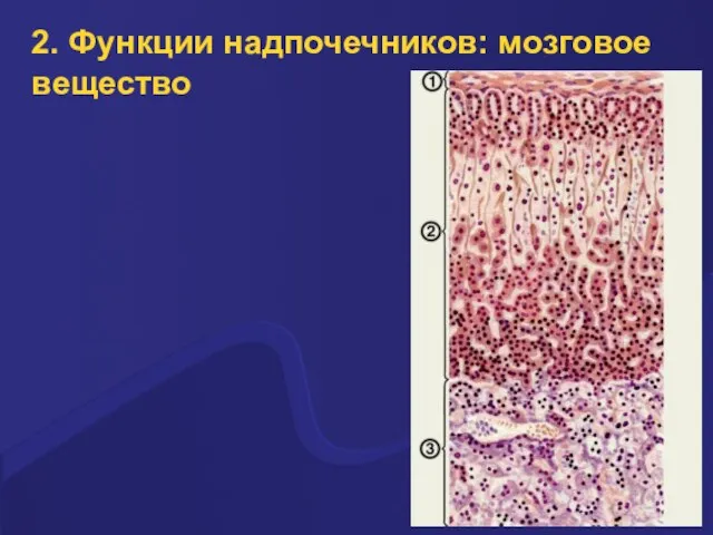 2. Функции надпочечников: мозговое вещество