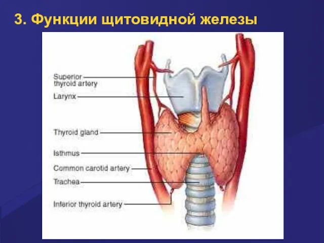 3. Функции щитовидной железы