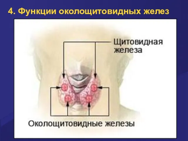 4. Функции околощитовидных желез