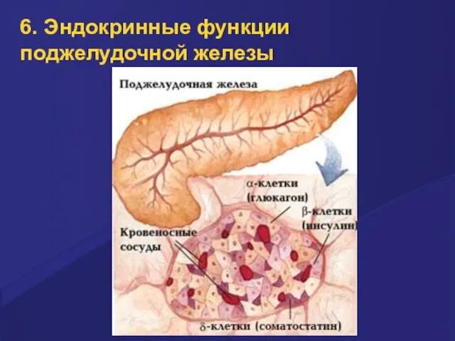 6. Эндокринные функции поджелудочной железы