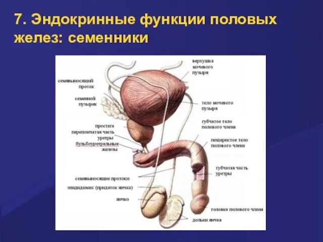 7. Эндокринные функции половых желез: семенники