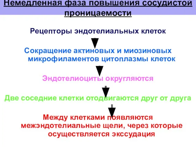 Немедленная фаза повышения сосудистой проницаемости Рецепторы эндотелиальных клеток Сокращение актиновых и