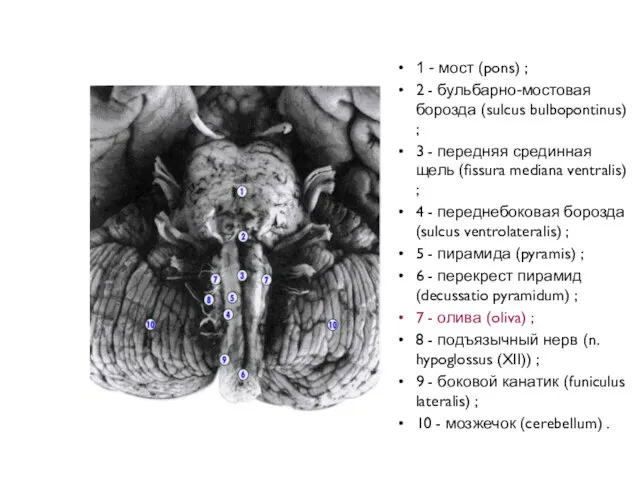 1 - мост (pons) ; 2 - бульбарно-мостовая борозда (sulcus bulbopontinus)