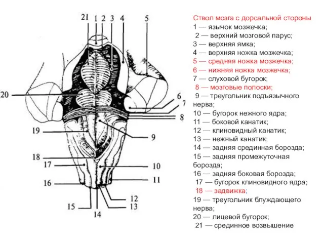 Ствол мозга с дорсальной стороны 1 — язычок мозжечка; 2 —