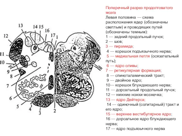 Поперечный разрез продолговатого мозга Левая половина — схема расположения ядер (обозначены