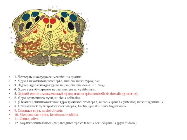 1. Четвертый желудочек, ventriculus quartus. 2. Ядро языкоглоточного нерва, nucleus nervi