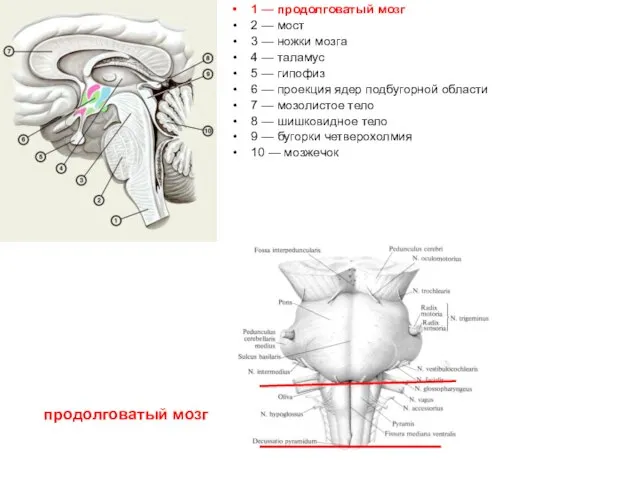 1 — продолговатый мозг 2 — мост 3 — ножки мозга