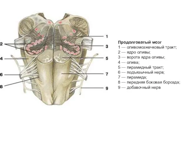 Продолговатый мозг 1 — оливомозжечковый тракт; 2 — ядро оливы; 3