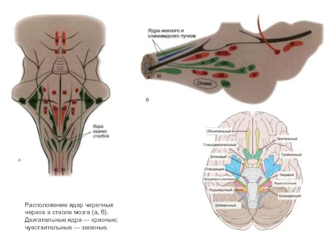 Расположение ядер черепных нервов в стволе мозга (а, б). Двигательные ядра — красные; чувствительные — зеленые.