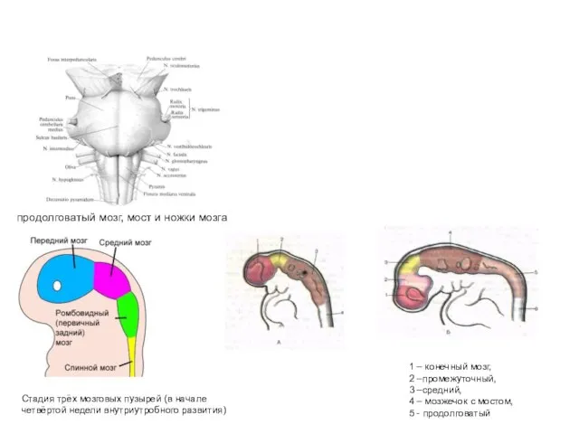 продолговатый мозг, мост и ножки мозга Стадия трёх мозговых пузырей (в