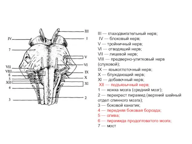 III — глазодвигательный нерв; IV — блоковый нерв; V — тройничный