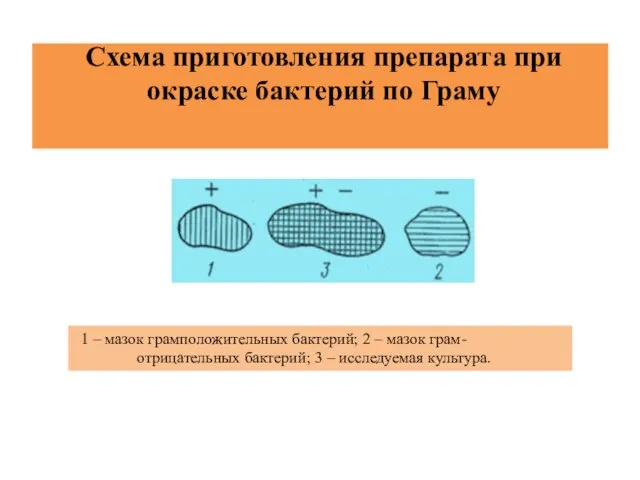 Схема приготовления препарата при окраске бактерий по Граму 1 – мазок