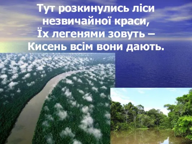 Тут розкинулись ліси незвичайної краси, Їх легенями зовуть – Кисень всім вони дають.