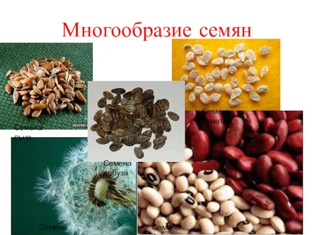 Многообразие семян Семена одуванчика Семена льна Семена арбуза Семена томатов Семена фасоли