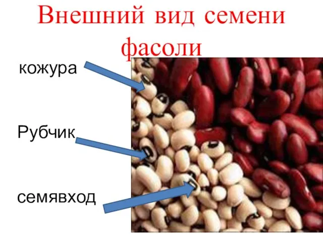 Внешний вид семени фасоли кожура Рубчик семявход