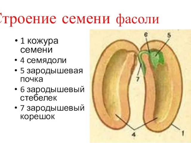 Строение семени фасоли 1 кожура семени 4 семядоли 5 зародышевая почка