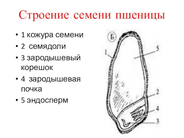 Строение семени пшеницы 1 кожура семени 2 семядоли 3 зародышевый корешок 4 зародышевая почка 5 эндосперм