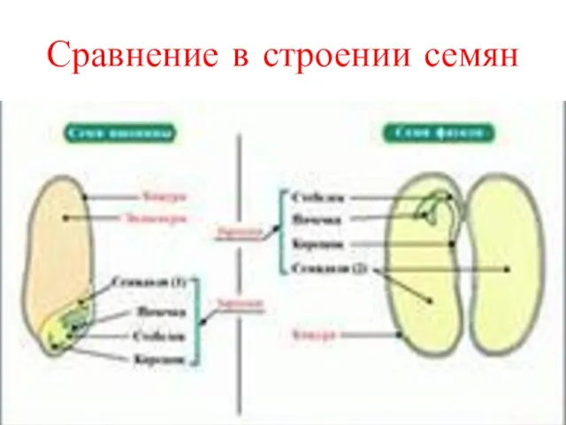 Сравнение в строении семян