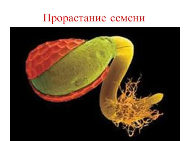 Прорастание семени