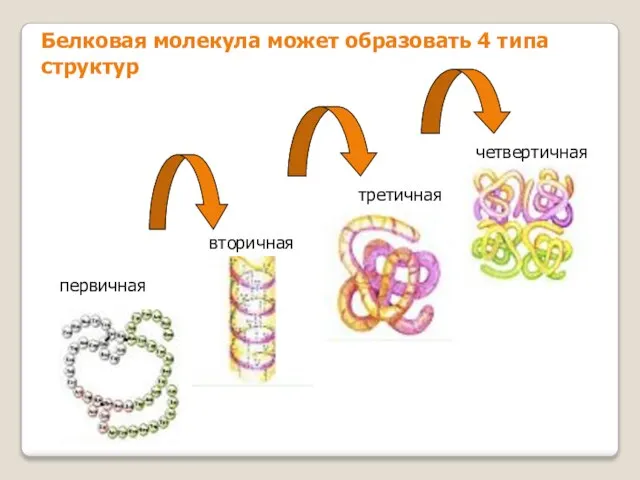 Белковая молекула может образовать 4 типа структур первичная вторичная третичная четвертичная