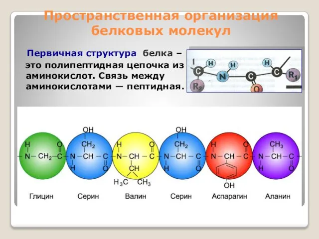 Пространственная организация белковых молекул Первичная структура белка – это полипептидная цепочка