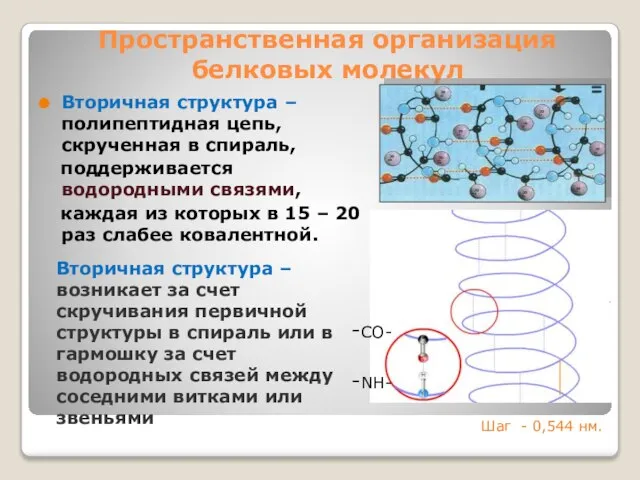 Пространственная организация белковых молекул Вторичная структура –полипептидная цепь, скрученная в спираль,