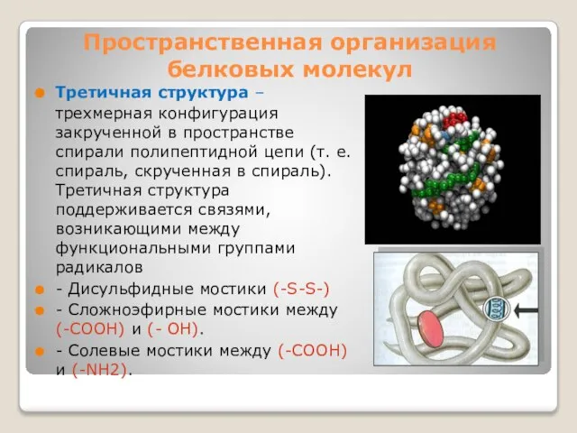 Пространственная организация белковых молекул Третичная структура – трехмерная конфигурация закрученной в