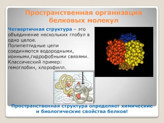 Пространственная организация белковых молекул Четвертичная структура – это объединение нескольких глобул