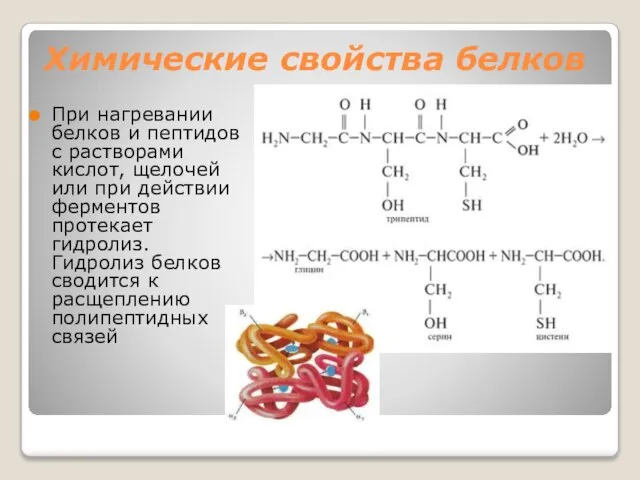 Химические свойства белков При нагревании белков и пептидов с растворами кислот,